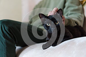 Cat lying on a sofa being tenderly caressed by its owner