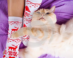 Cat lying on sofa in living room decorated for Christmas, female legs in Christmas socks, next to the cat curled up, the concept o