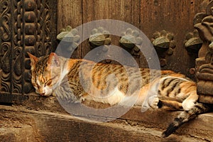 Cat lying on a step in front of a wooden door