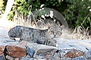 Cat lying on stone fence