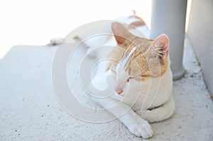 Cat lying on a stone floor