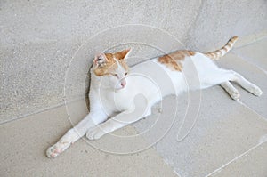 Cat lying on a stone floor