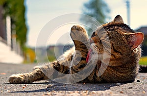 Cat lying on the street and licking a paw