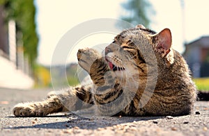 Cat lying on the street and licking a paw