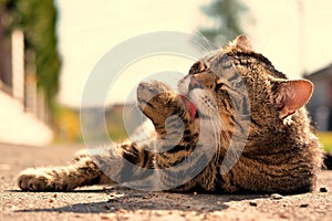 Cat lying on the street and licking a paw