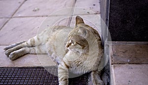 Cat lying on street