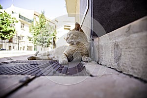 Cat lying on street
