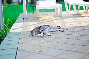 Cat lying on streetcat lies on the street. resting in the sun