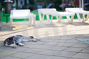 Cat lying on streetcat lies on the street. resting in the sun