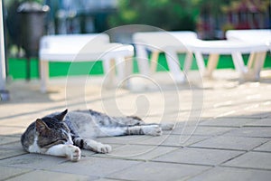 Cat lying on streetcat lies on the street. resting in the sun