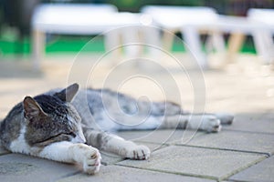 Cat lying on streetcat lies on the street. resting in the sun