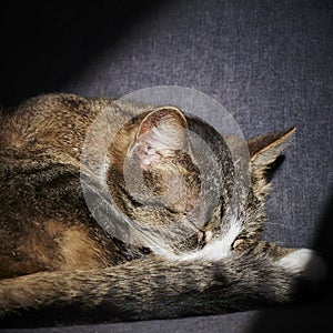 cat lying in the sunlight and enjoying the sunbath