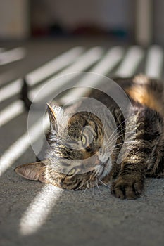 The cat is lying in the sunshine