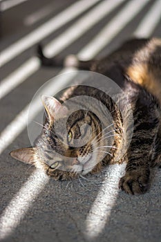 The cat is lying in the sunshine