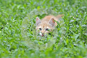 A cat lying on top of a grass covered field