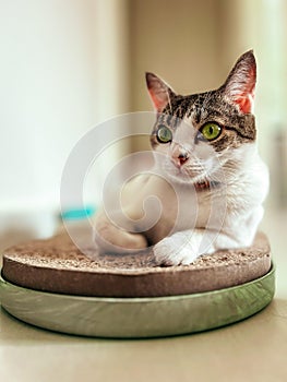 Cat lying on top of a scratching post
