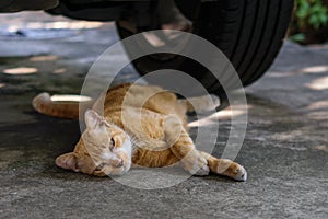 Cat lying under the car