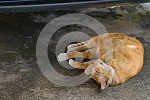 Cat lying under the car