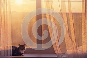 The cat is lying at the window with a beautiful sunset. The concept of isolation at home due to quarantine coronavirus