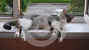 Cat lying on windowsill close-up. Grey kitten resting near window. Furry pedigreed pet relaxing. Domestic animal in