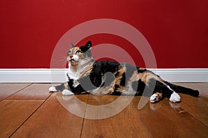 cat lying on wooden floor with red wall and copy space