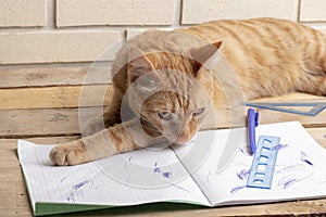 Cat lying on wooden table near school books