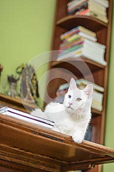 Cat lying on the writing desk