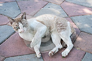 White cat lying on ground
