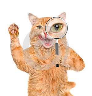 Cat with magnifying glass and searching .