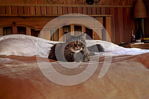 Cat main coon on the bed in evening room.