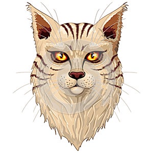 Cat Main Coon Portrait with big orange eyes vector graphic art illustration isolated on white. photo
