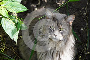 Cat Maine Coon grey with green eyes sitting in the bushes, looking for prey. The light refracted in the leaves falls on the cat