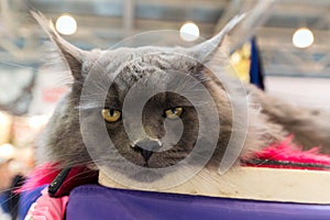 Cat Maine Coon at international exhibition Ketsburg in Moscow