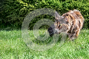 Cat Maine coon is sneaking up to catch his prey, running in nature on green grass  in sunny day