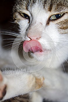 Cat make bath licking with clever expression