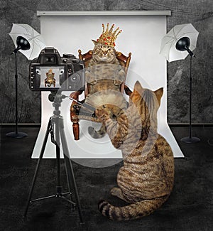 Cat makes a photo of the king