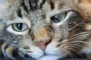 Cat man with Green Eyes Close Up. Breed of cat Norsk Skogkatt also Skogkatter and Skovkatter or Wegie photo