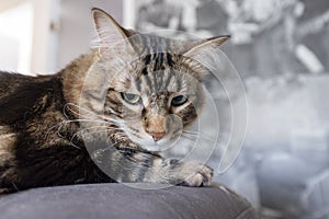 Cat man with Green Eyes Close Up. Breed of cat Norsk Skogkatt also Skogkatter and Skovkatter or Wegie photo