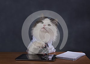 Cat manager misses the office