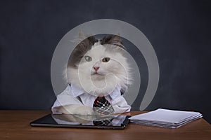 Cat manager misses the office