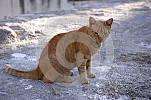 Cat on Mandraki Harbour on the island of Rhodes