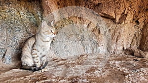 The cat masks the corner of the wall. An orange stray cat sits on a rock. Little kitten on a gray street on the stones