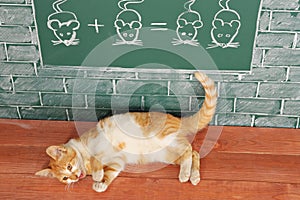 Cat mathematics