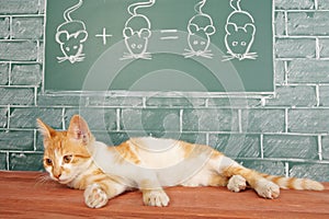 Cat mathematics