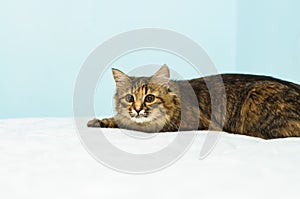 Cat on mattress with shallo DOF