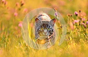 Cat in meadow, back lit by golden summer evening light