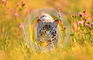 Cat in meadow, back lit by golden summer evening light photo
