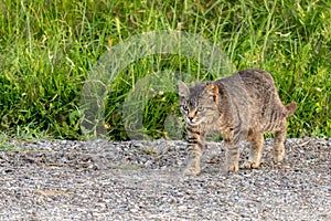 Cat meandering through a quiet, rural landscape of gravel and grass