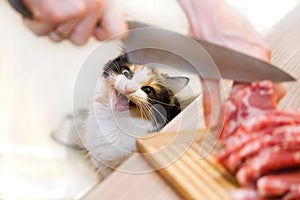 Cat and meat
