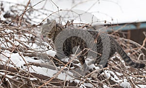 Cat meat in his mouth on a tree